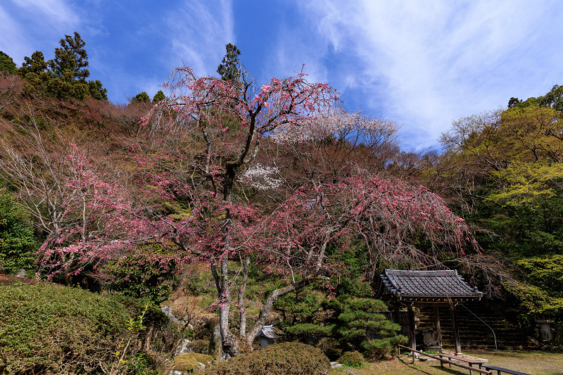 2022桜咲く京都　金蔵寺の桜と春の花々_f0155048_22343519.jpg