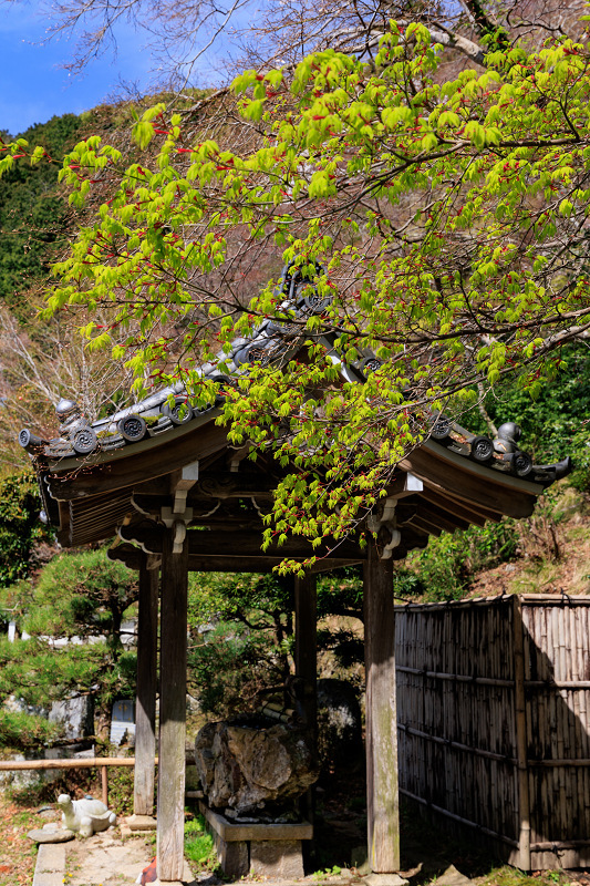 2022桜咲く京都　金蔵寺の桜と春の花々_f0155048_22345102.jpg