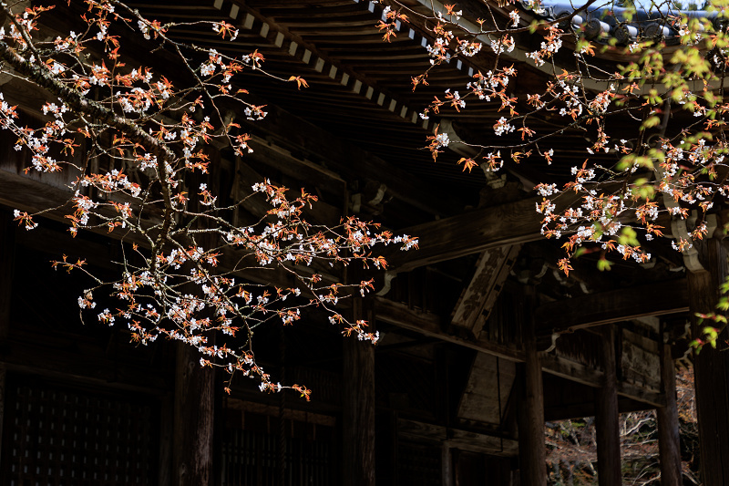 2022桜咲く京都　金蔵寺の桜と春の花々_f0155048_22345534.jpg
