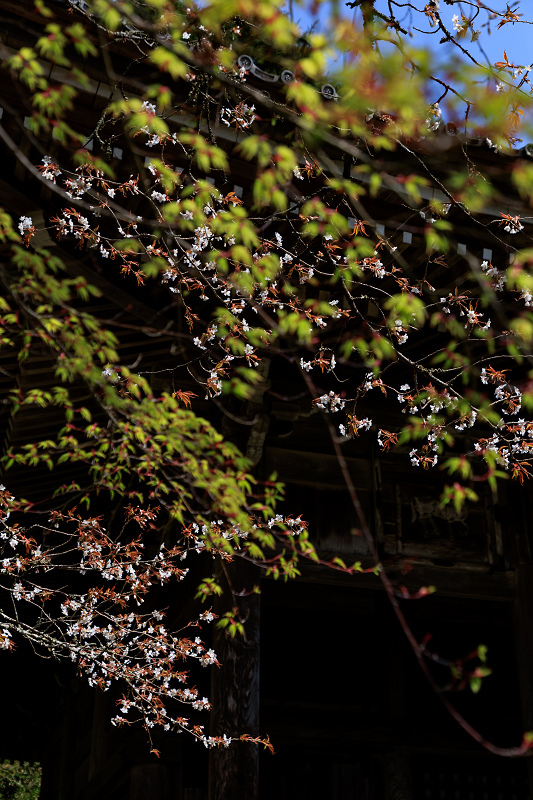 2022桜咲く京都　金蔵寺の桜と春の花々_f0155048_22345859.jpg