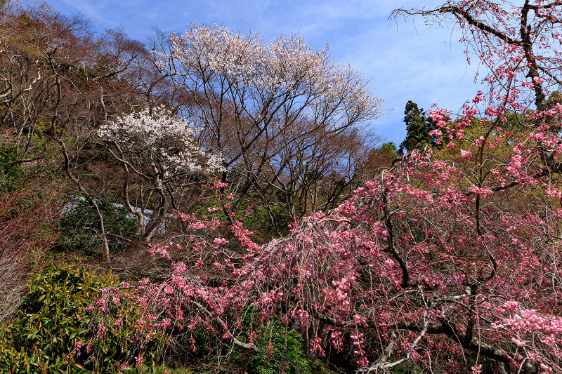 2022桜咲く京都　金蔵寺の桜と春の花々_f0155048_22350442.jpg