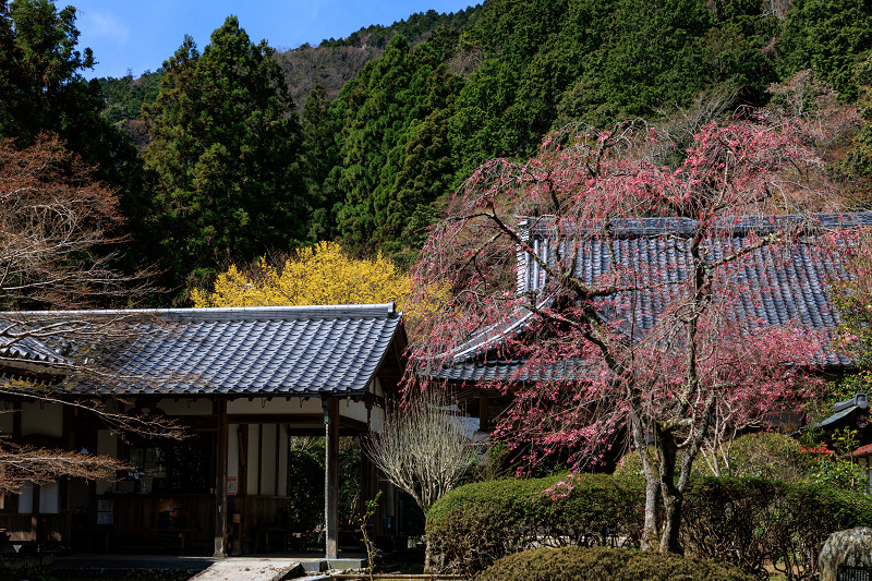 2022桜咲く京都　金蔵寺の桜と春の花々_f0155048_22350928.jpg