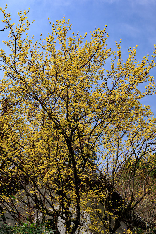 2022桜咲く京都　金蔵寺の桜と春の花々_f0155048_22351495.jpg