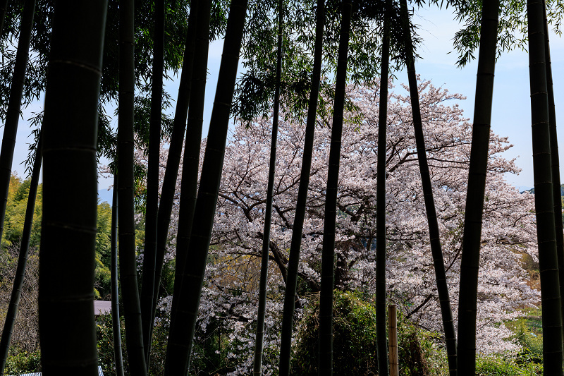 2022桜咲く京都　金蔵寺の桜と春の花々_f0155048_22353153.jpg