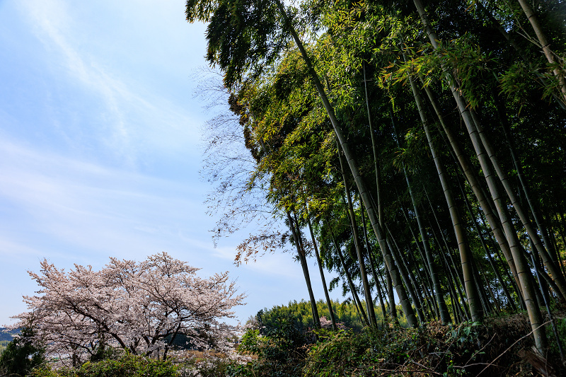 2022桜咲く京都　金蔵寺の桜と春の花々_f0155048_22353612.jpg
