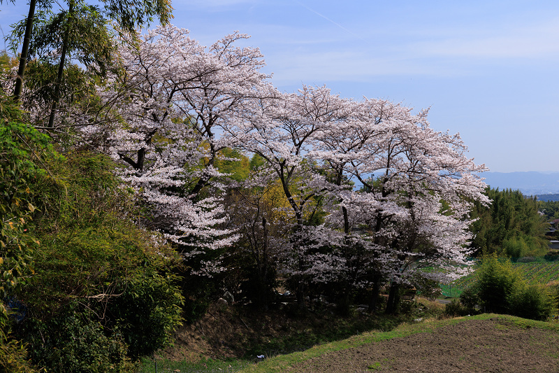 2022桜咲く京都　金蔵寺の桜と春の花々_f0155048_22355062.jpg
