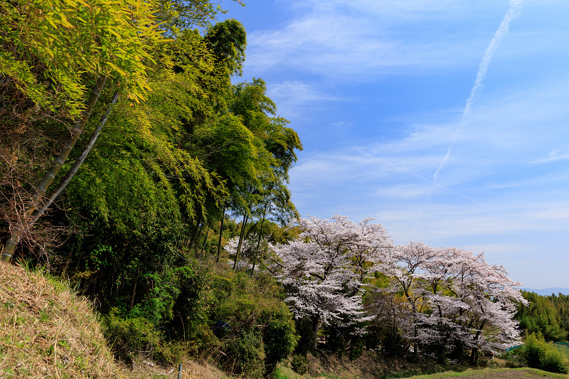 2022桜咲く京都　金蔵寺の桜と春の花々_f0155048_22361612.jpg