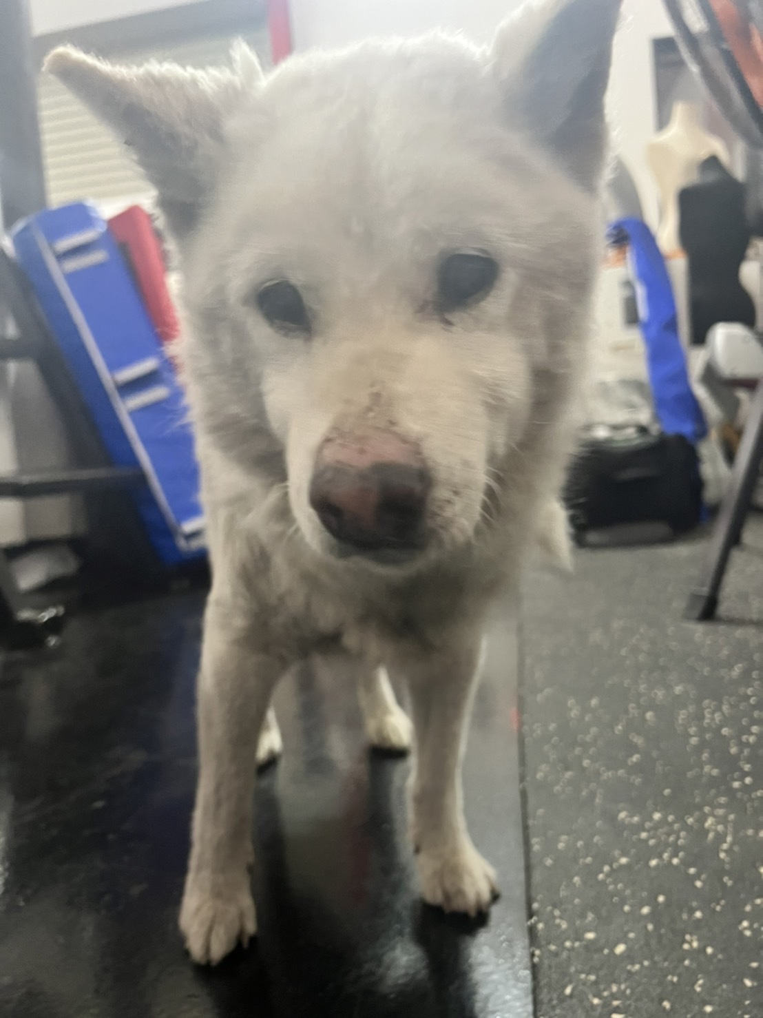 解決 拡散希望 保護されたおじいちゃん犬 青空 お日さま 笑顔