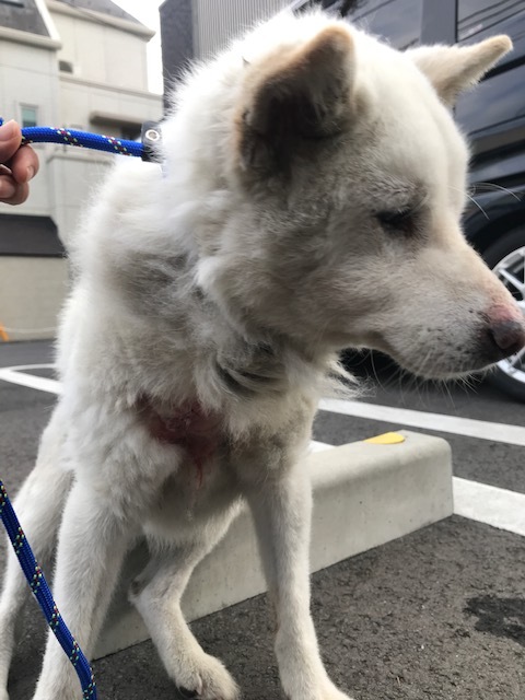 解決 拡散希望 保護されたおじいちゃん犬 青空 お日さま 笑顔