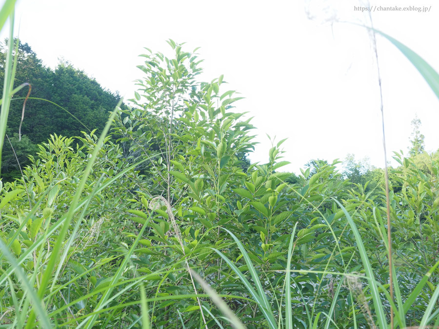 虫籠物語