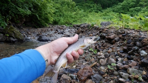 崖の上の大岩魚のはずの巻_d0227723_21042598.jpg
