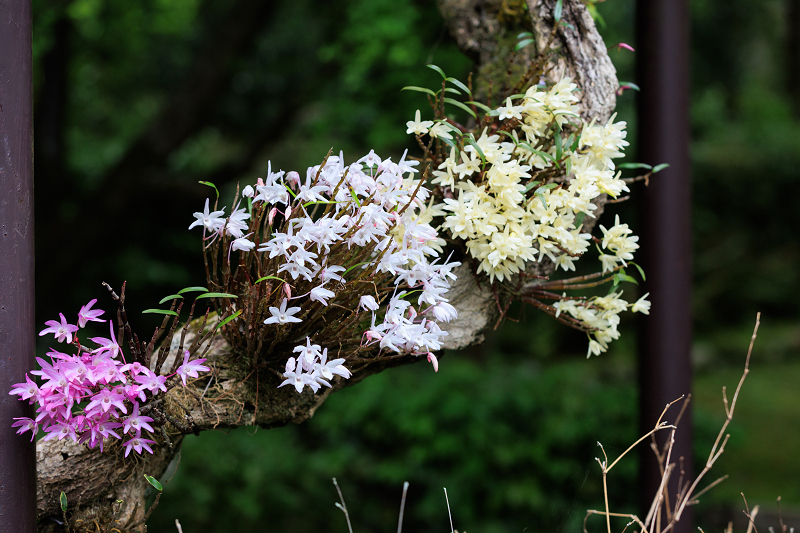 二尊院・春の花々_f0155048_20241119.jpg