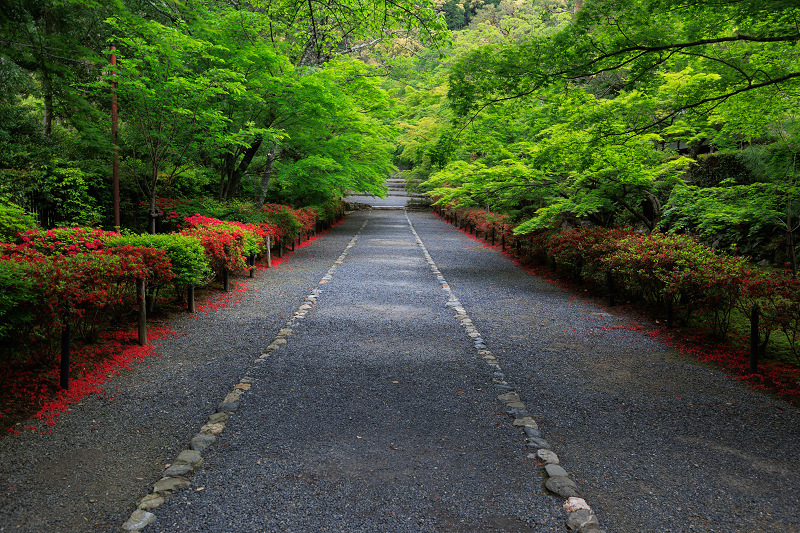 二尊院・春の花々_f0155048_20250233.jpg
