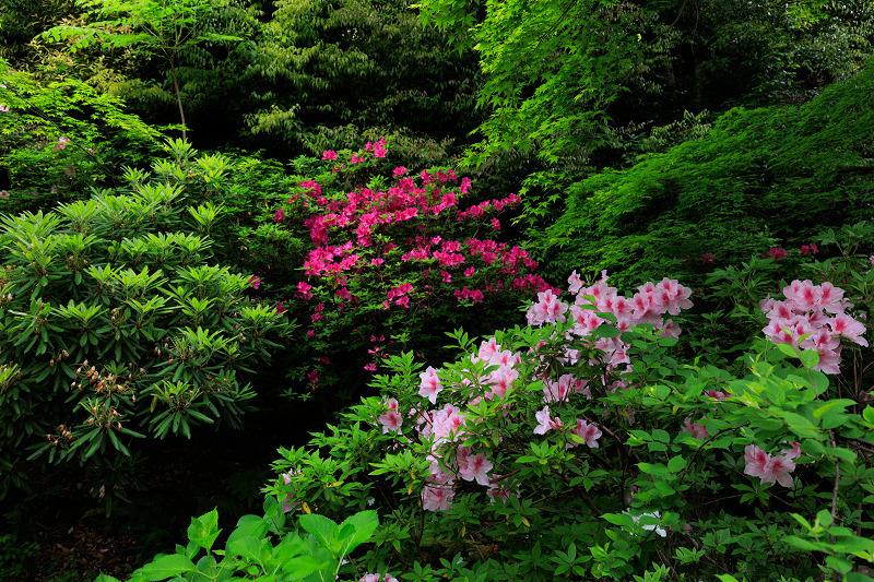 二尊院・春の花々_f0155048_20265127.jpg