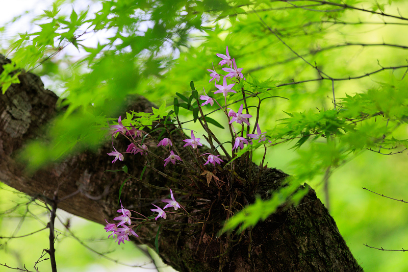 二尊院・春の花々_f0155048_20322365.jpg