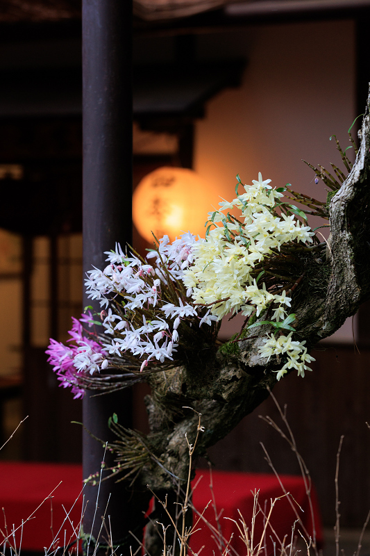 二尊院・春の花々_f0155048_20412936.jpg
