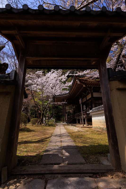 2022桜咲く京都　西行桜とさくらの園（勝持寺）_f0155048_23254946.jpg