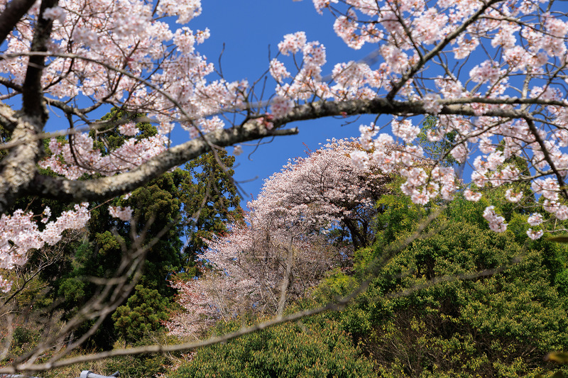 2022桜咲く京都　西行桜とさくらの園（勝持寺）_f0155048_23312602.jpg