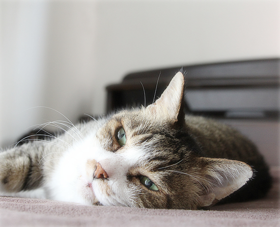 昭和の猫_a0389088_15250345.jpg