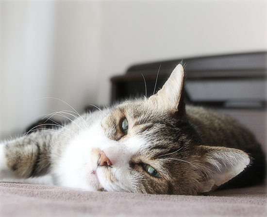 昭和の猫_a0389088_15250387.jpg