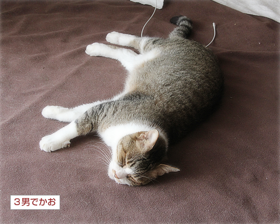 昭和の猫_a0389088_15250389.jpg