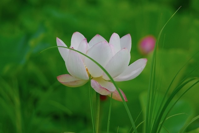梅雨明けの蓮の花 北陸民放クラブ 石川ブログ