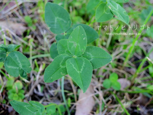 最近食べたもの【芒種】③_e0394031_06263594.jpg