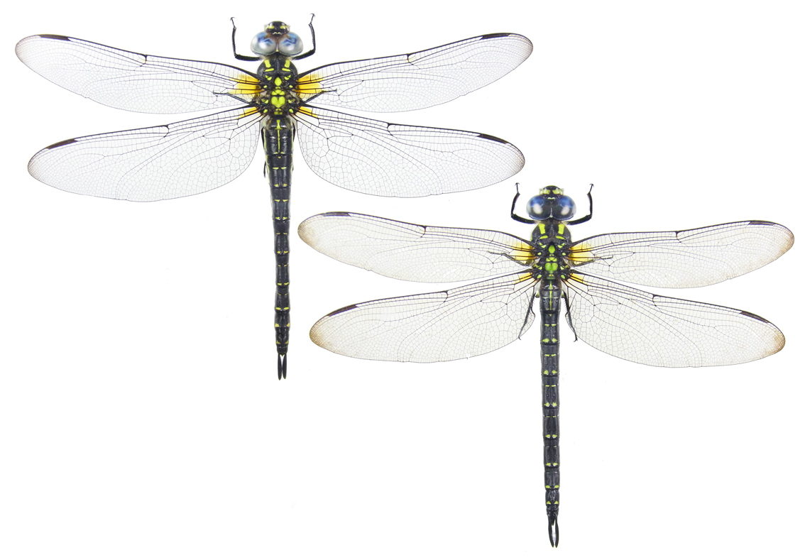 変化 : トンボの日々