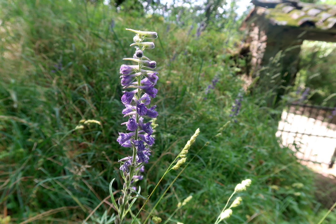 緑に花映えて美しい森をラヴェルナ修道院へ_f0234936_19001634.jpg