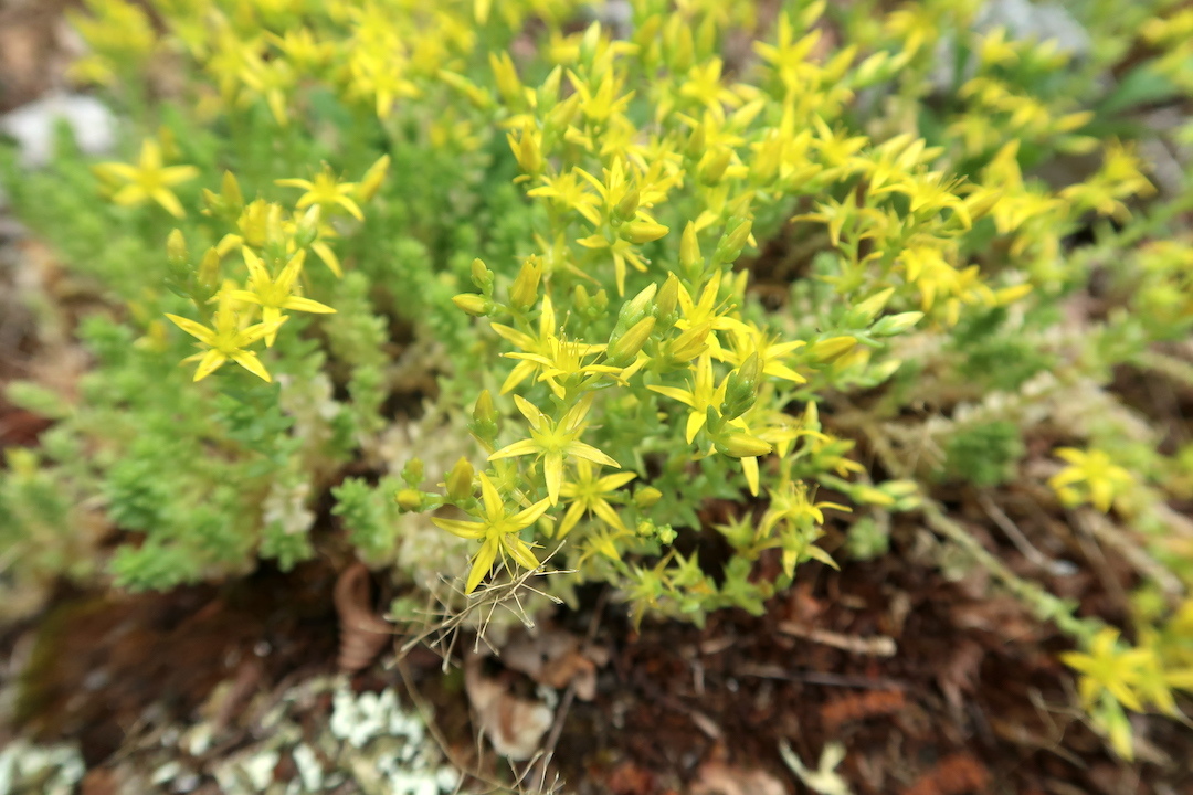 緑に花映えて美しい森をラヴェルナ修道院へ_f0234936_20015792.jpg
