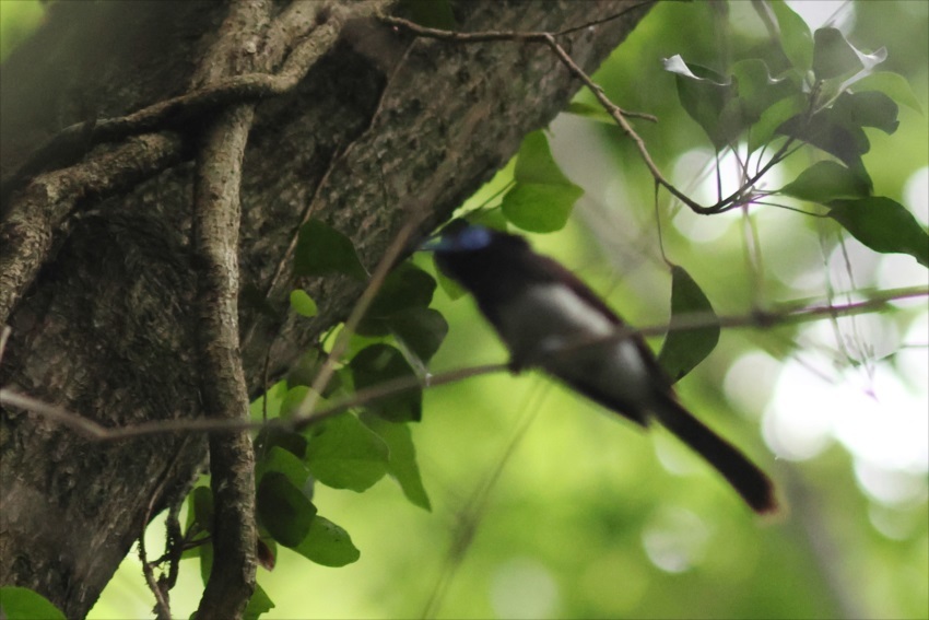 珍鳥-シマノジコ（Chestnut Bunting)東京都杉並区の都立公園に初