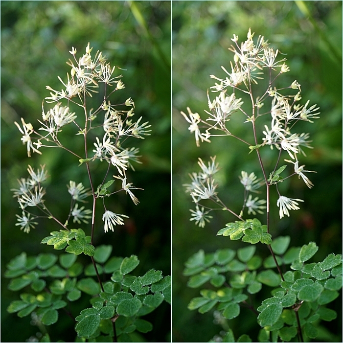 2022年初見の山野草＆花木（44種）。 : そうだ！山に登ろう