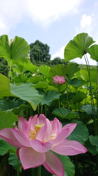 毎日の積み重ねの先***_e0290872_21330800.jpg