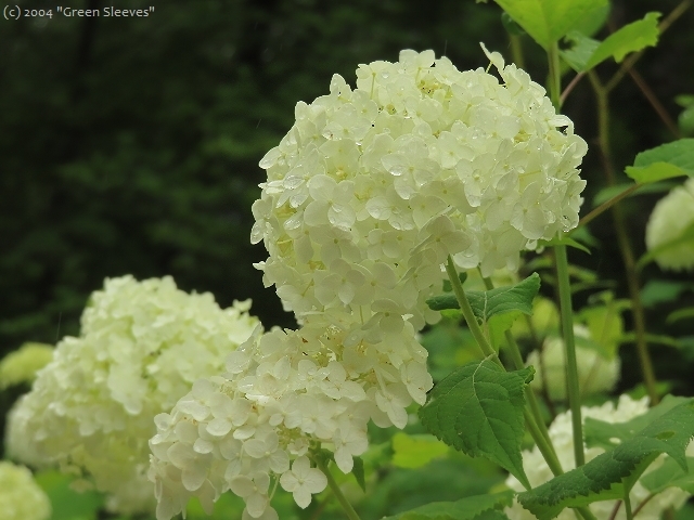 アナベルの 花言葉 Que Sera Sera