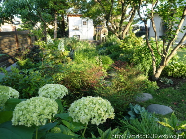 低木と宿根草の植栽スペース 2022年前半のBEFORE→AFTER_c0293787_15263192.jpg