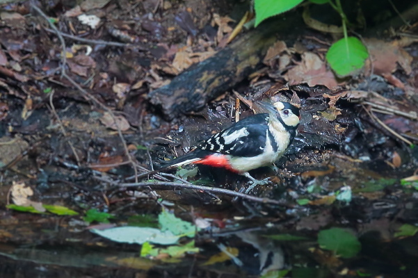 アカゲラ_e0413627_17153554.jpg