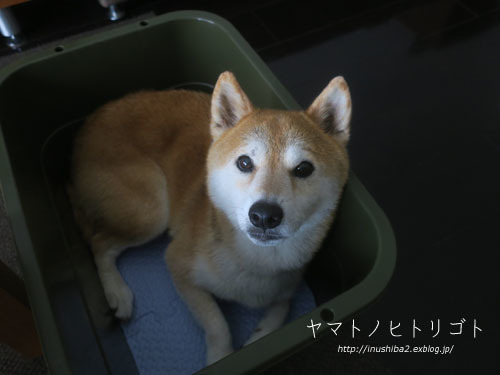 たらい_e0394031_06255808.jpg