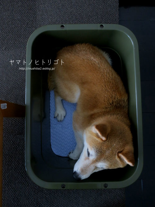 たらい_e0394031_06260102.jpg