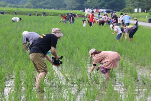 第18回　米酒の会　＃2　田んぼの草取りと生き物観察　2022年7月3日_d0171387_21515470.jpg