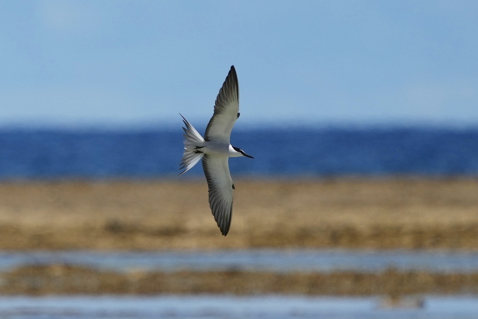 マミジロアジサシ 【野鳥観察】Churabird
