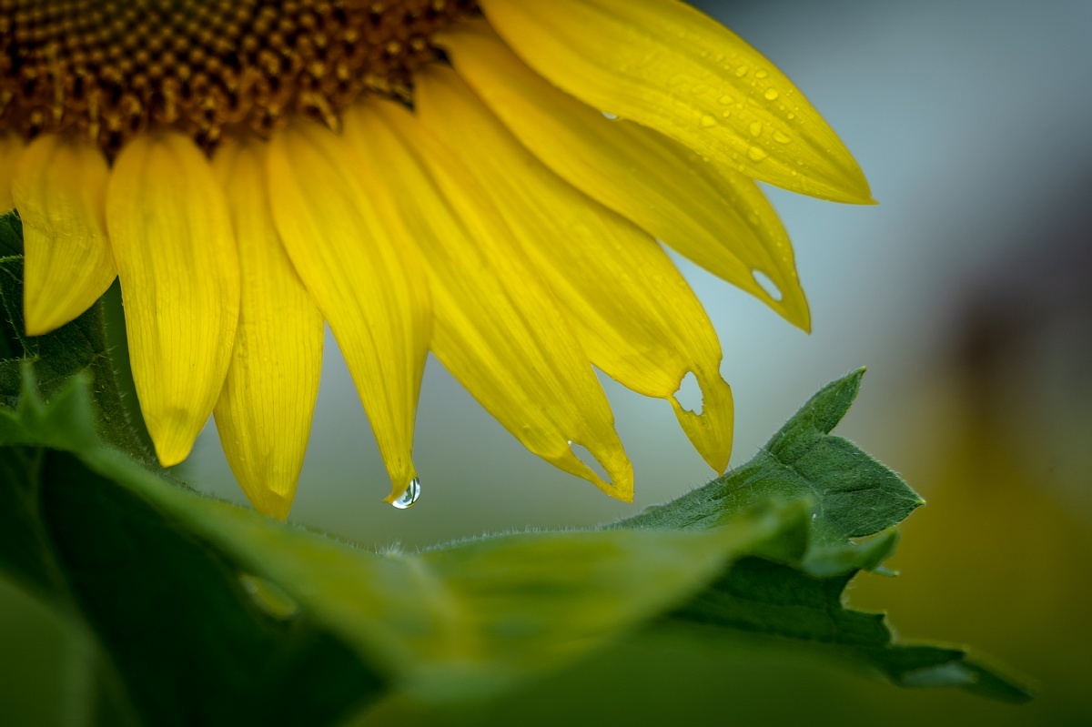 Tears On Sunflowers_d0353489_16532773.jpg