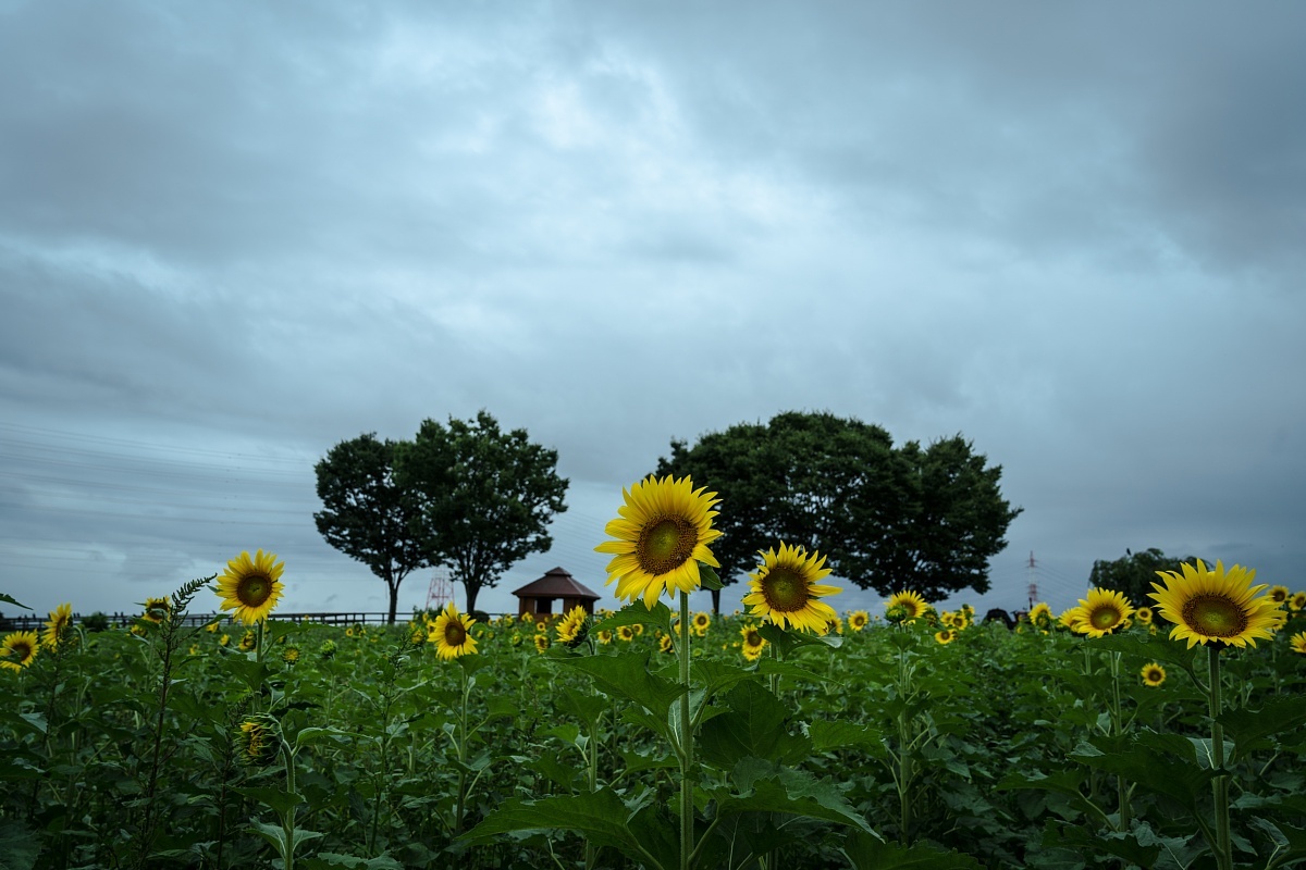 Tears On Sunflowers_d0353489_16533210.jpg
