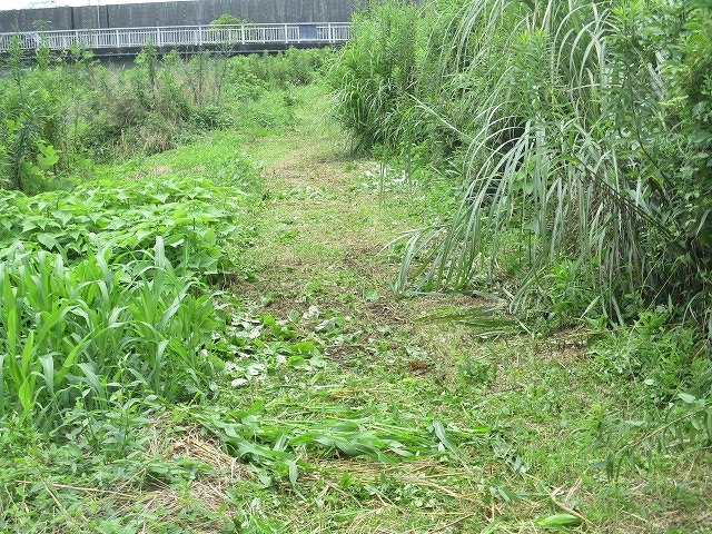 あっという間に滝川の草が刈られていく! 乗用草刈り機で奮闘する㈱大松園の渡井社長_f0141310_07562206.jpg