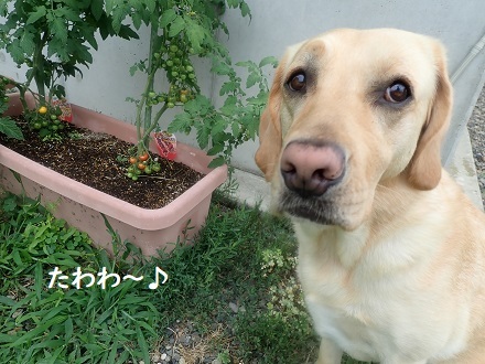 プチトマトのぷよちゃん。_c0182012_13295369.jpg