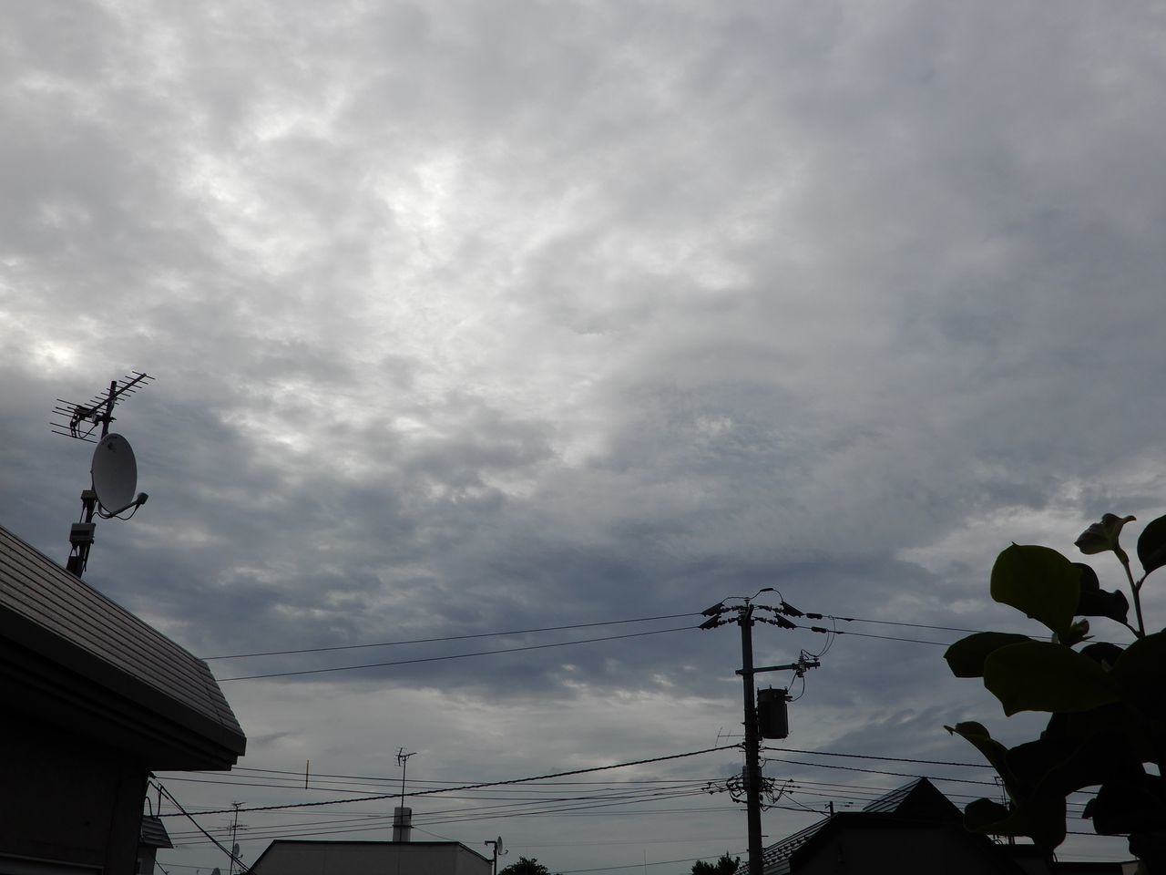 ハートホヤのツルがぐんぐん伸びる夏_c0025115_22272652.jpg