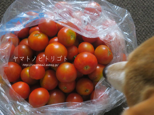 はじかれトマト_e0394031_06180766.jpg