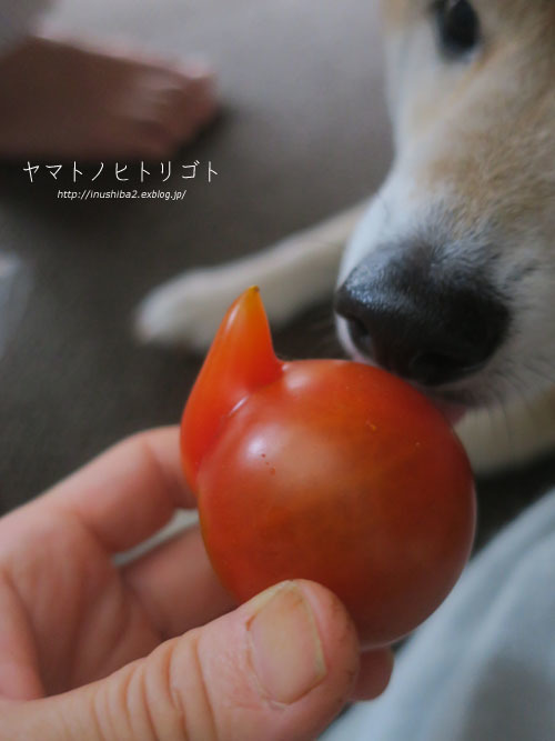 はじかれトマト_e0394031_06180963.jpg