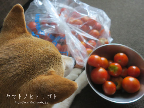 はじかれトマト_e0394031_06181903.jpg