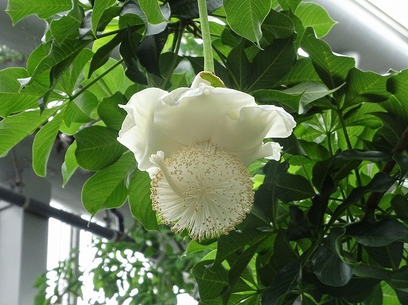 バオバブ愛 バオバブの花