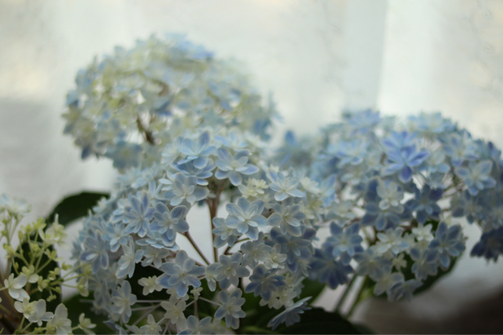 紫陽花 万華鏡 My Small Garden Sugar Plum
